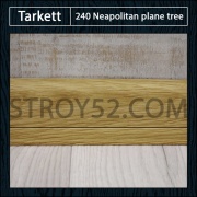 240 Neapolitan plane tree